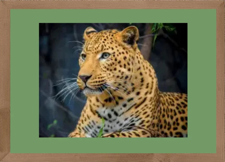 Diamond Paintings