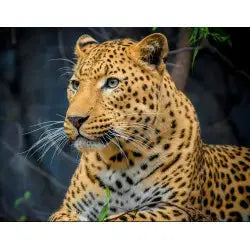 Diamond Painting - Leopard | 40x30 cm
